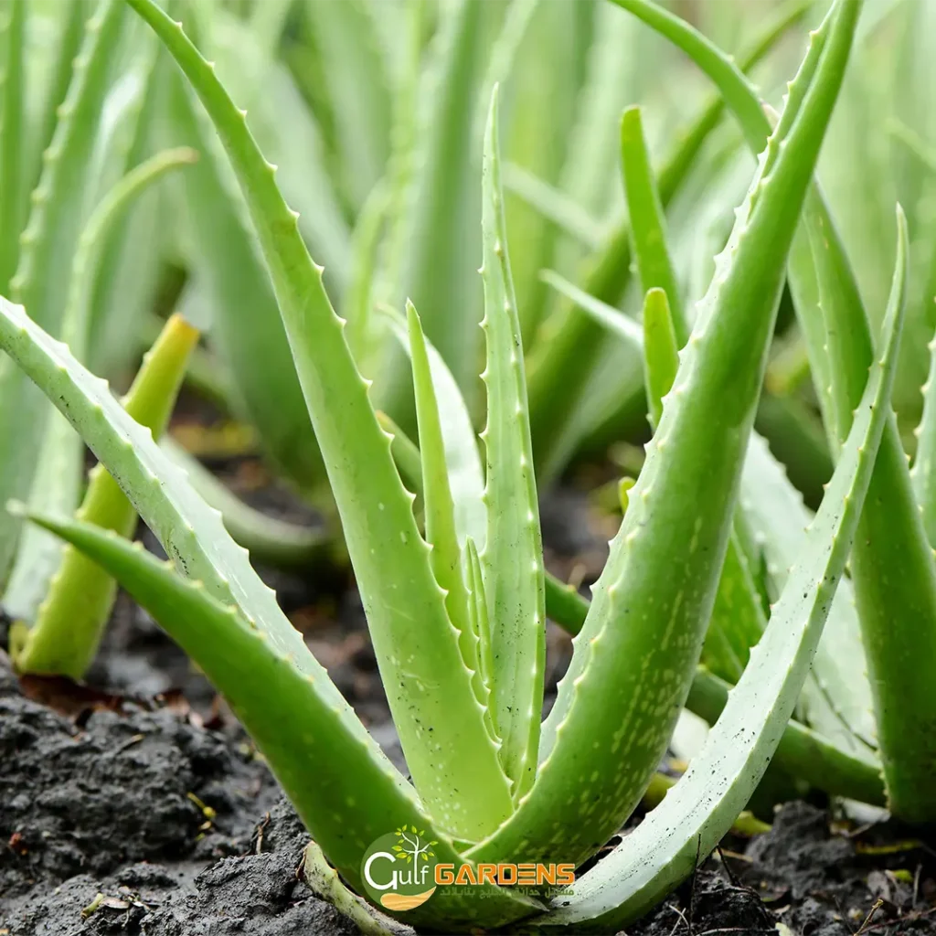 نبات الصبار