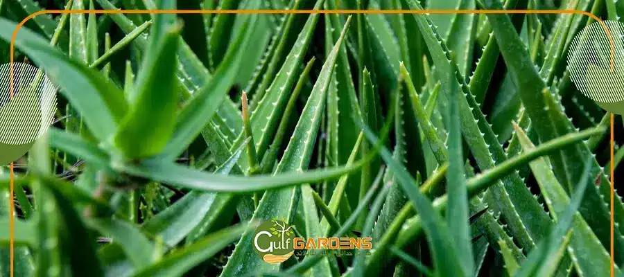 أنواع الصبار