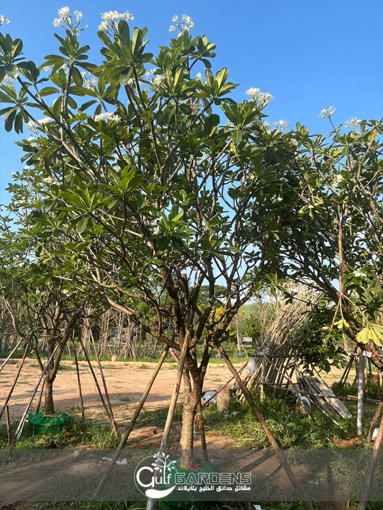 الياسمين الهندي