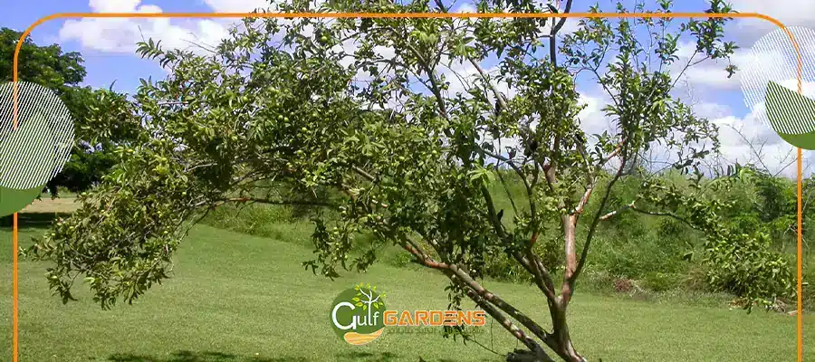 شجر الجوافة