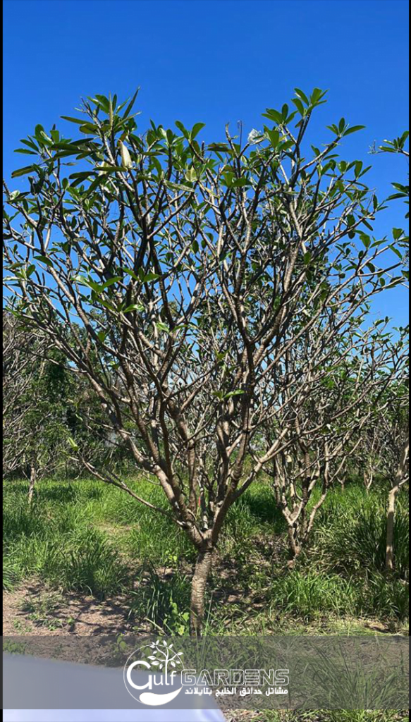 ياسمين هندي