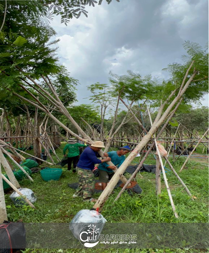 البونسيانا