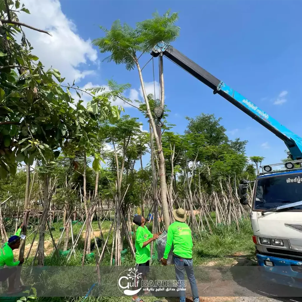 أشجار البونسيانا