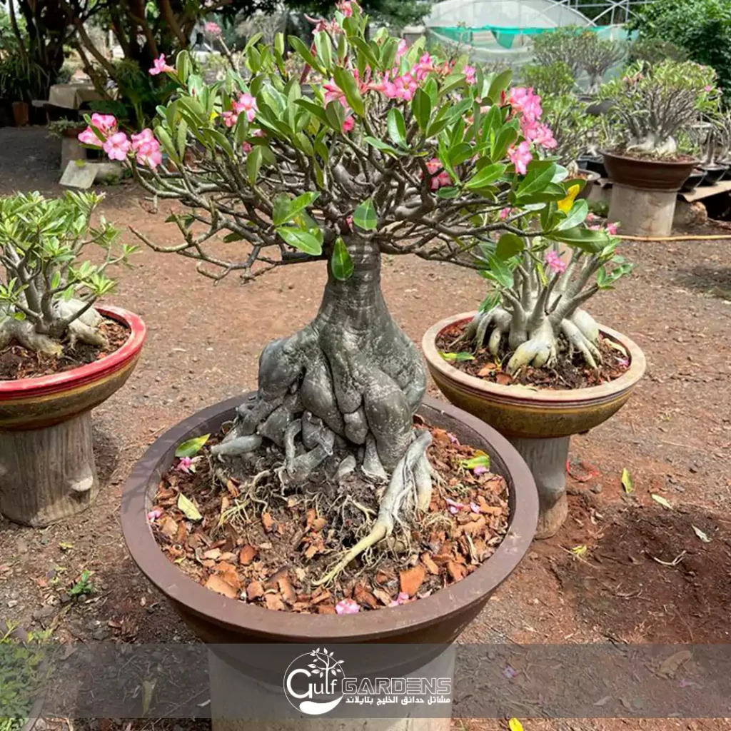 شجيرة زهرة الصحراء (العدنة)
