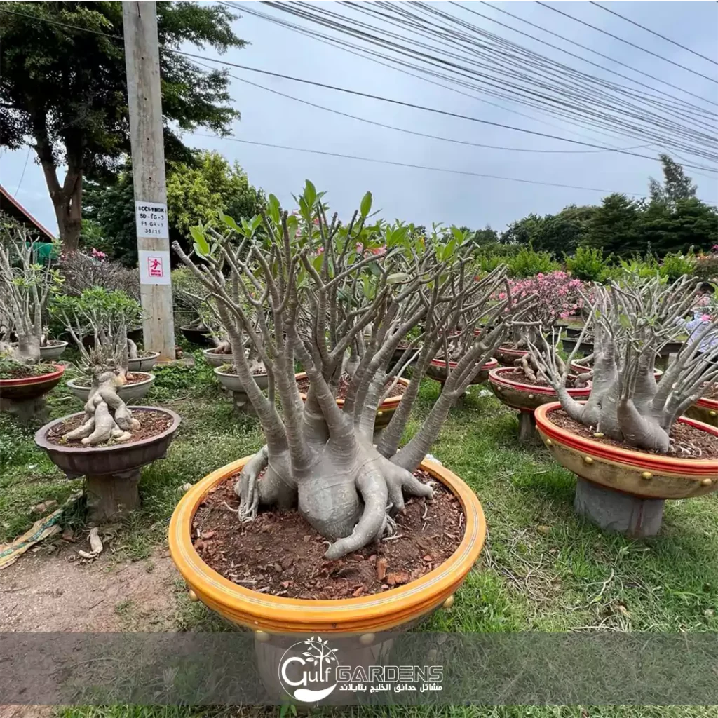 Adenium