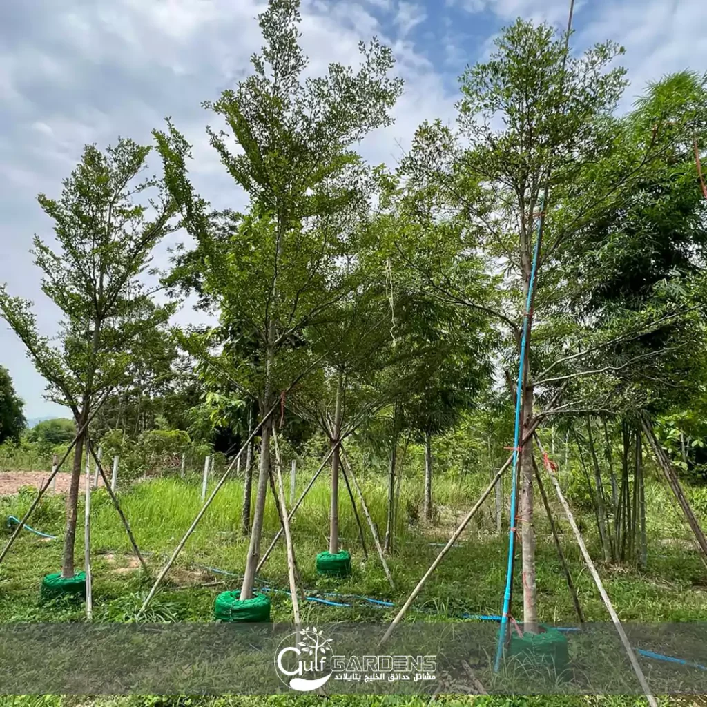 ترمناليا منتالى