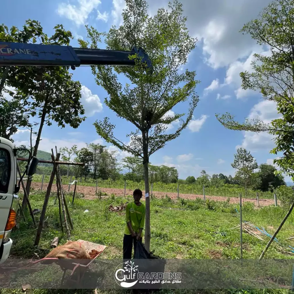 البوسيدا النهري