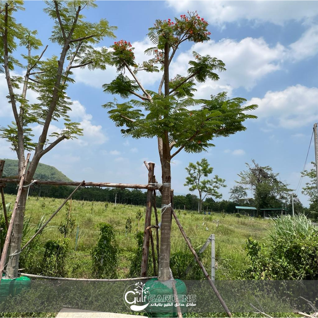 بونسيانا الحمراء