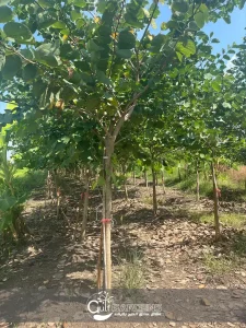 شجرة-البوهينيا