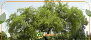 شجرة السدر