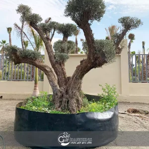 شركات تصدير الأشجار في تايلاند