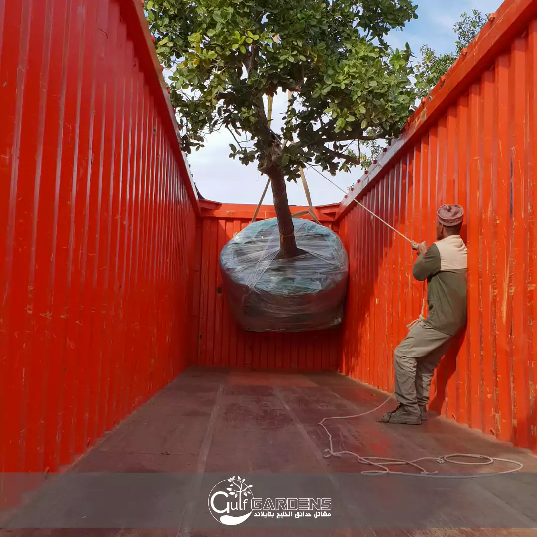 شركات تصدير النباتات في تايلاند