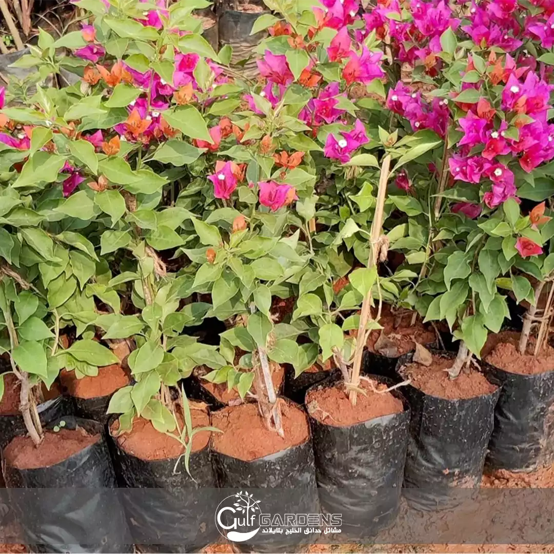 مشاتل لبيع الجهنمية فى تايلاند