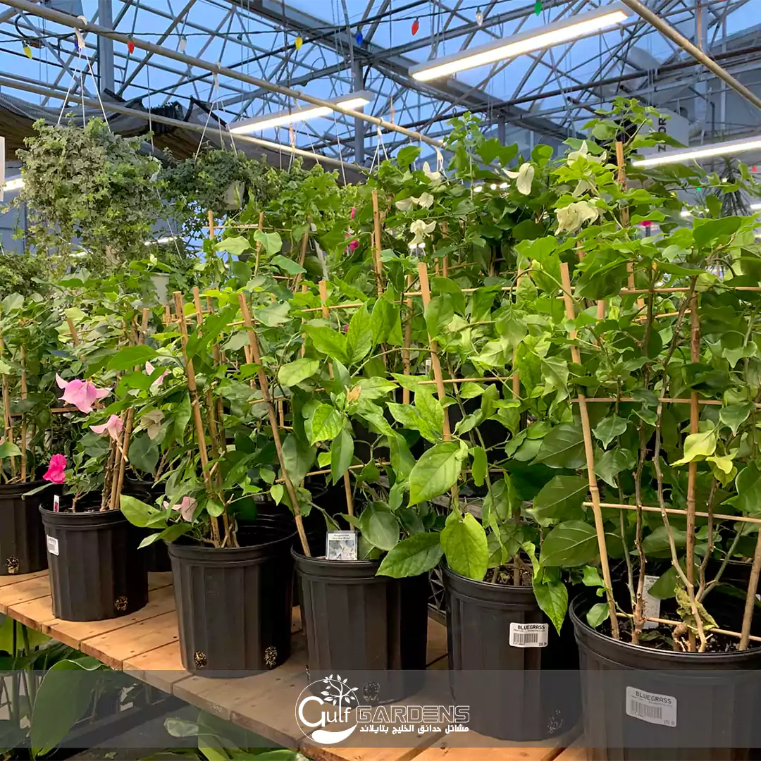 مشاتل لتصدير الجهنمية فى تايلاند