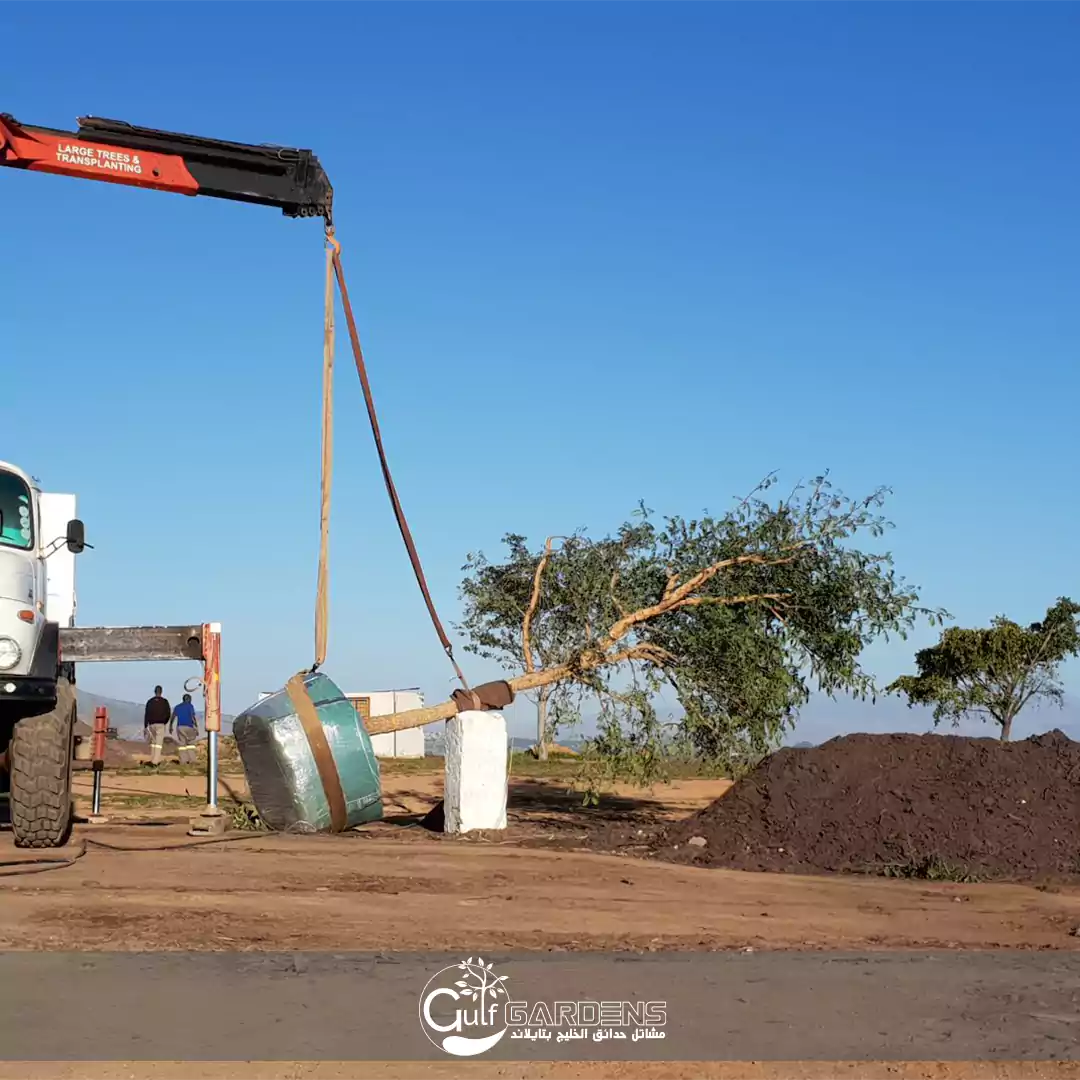مشاتل للتصدير في تايلاند