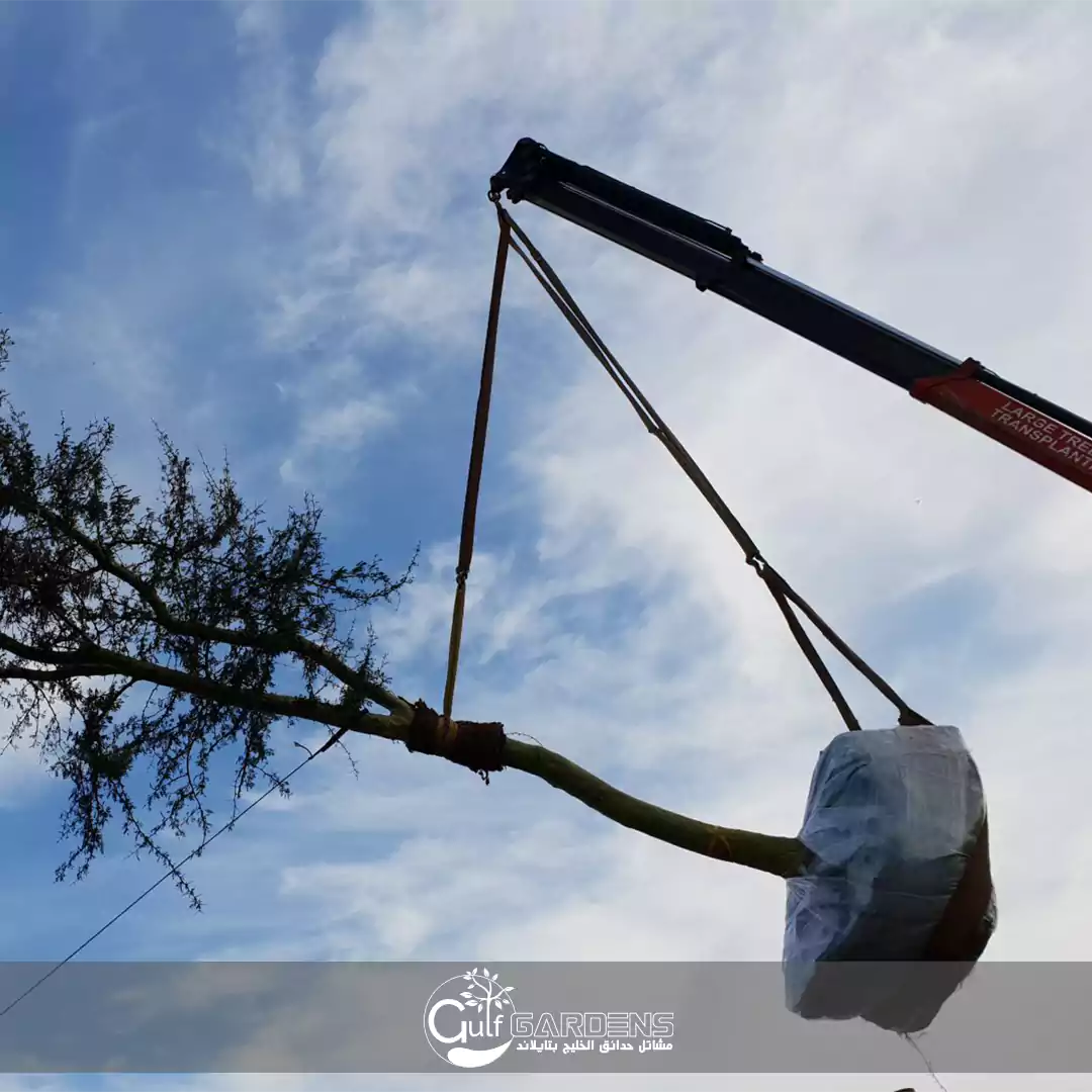 مصدرين أشجار