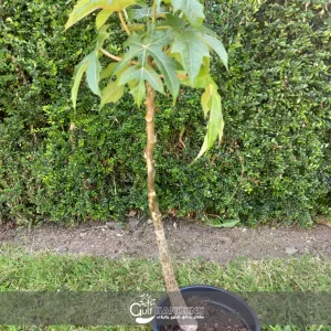 Carica papaya