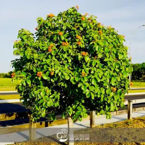 Cordia Sebestena