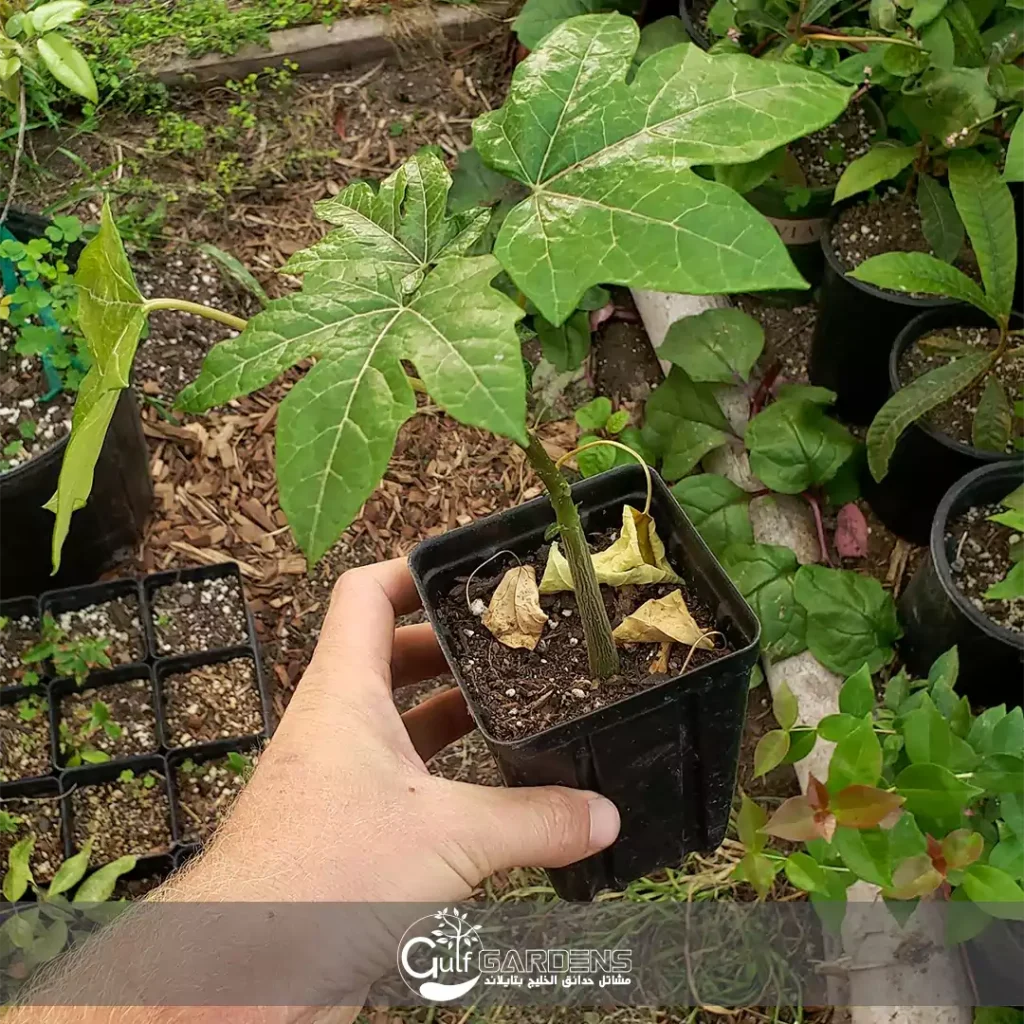Papaya Tree
