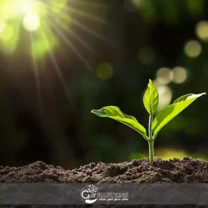 أسباب نقص الكالسيوم في النباتات