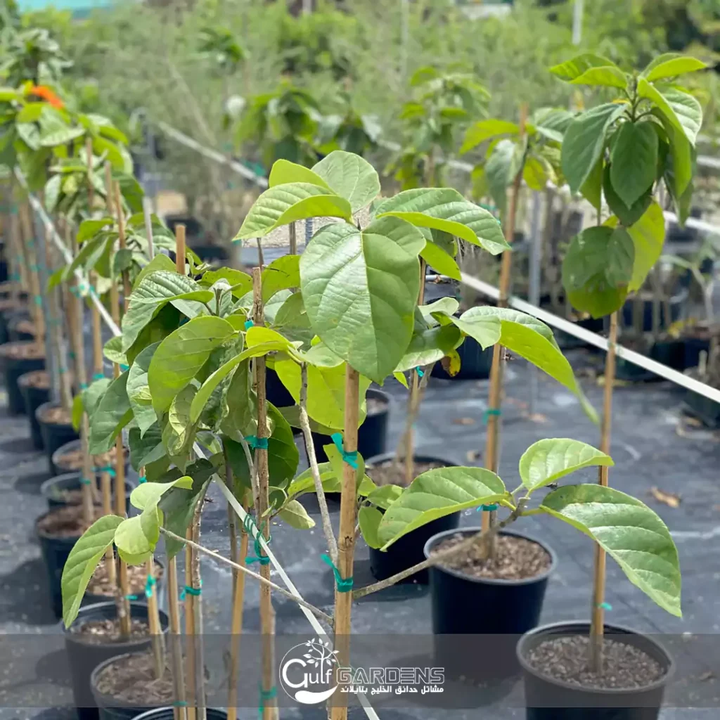 أشجار الكورديا