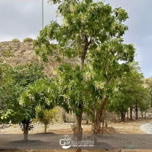 أشجار الملنجتونيا