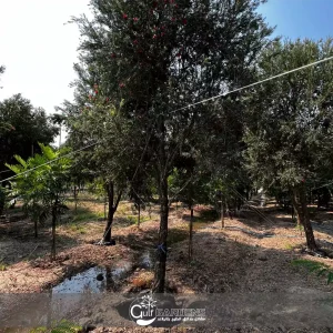بذور شجرة فرشاة الزجاج