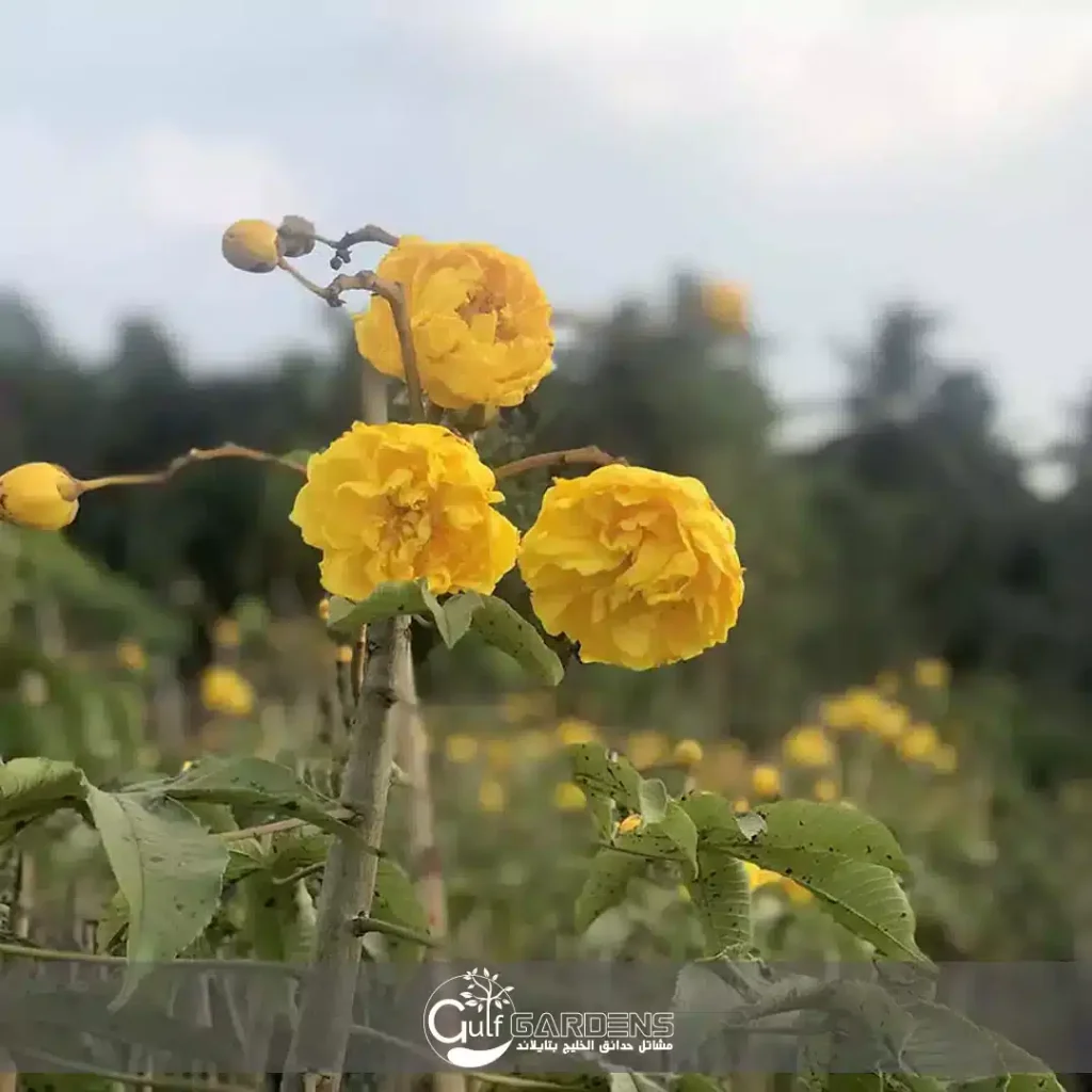 شجرة القطنة الصفراء