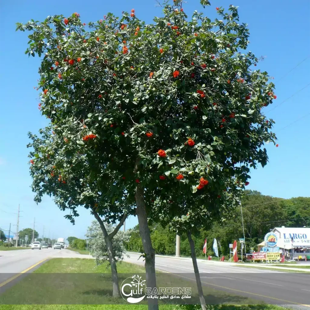 شجرة الكورديا