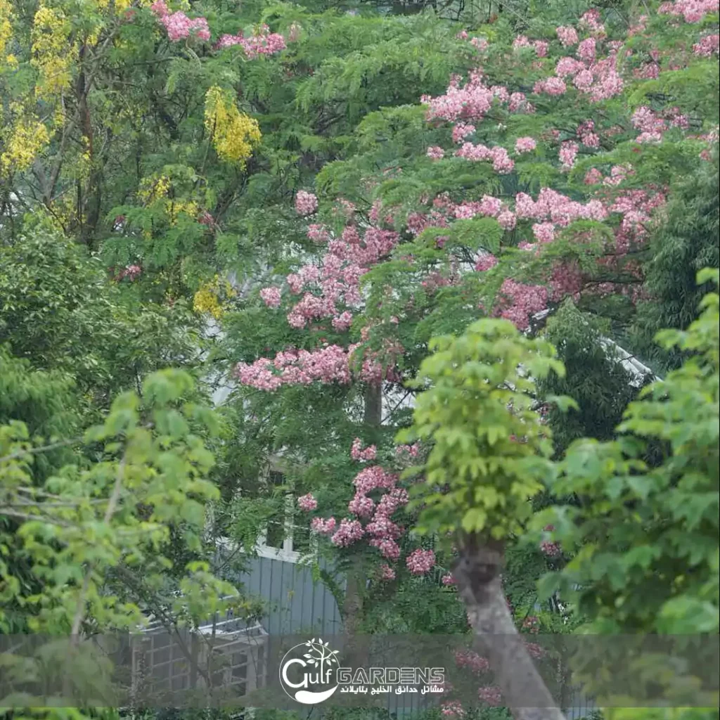 شجرة كاسيا نودوزا