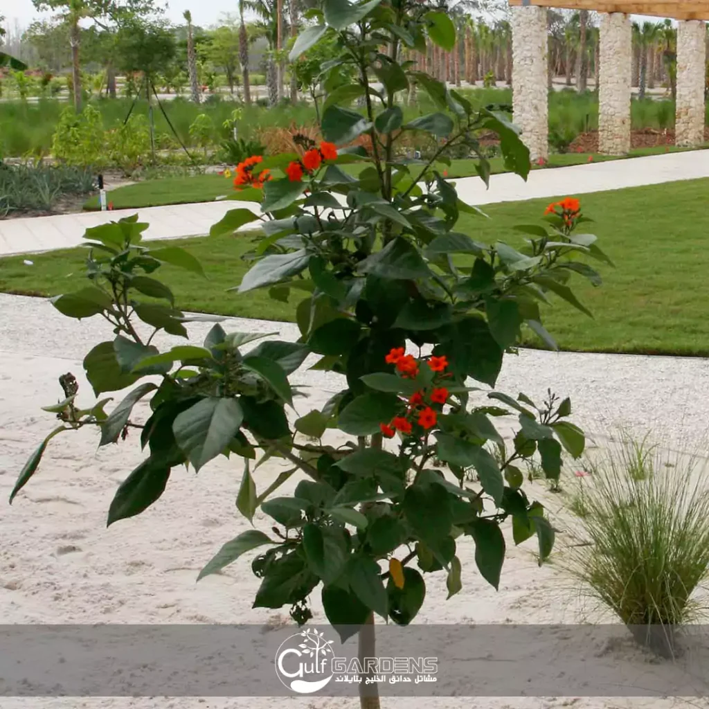 شجرة كورديا بيضاء