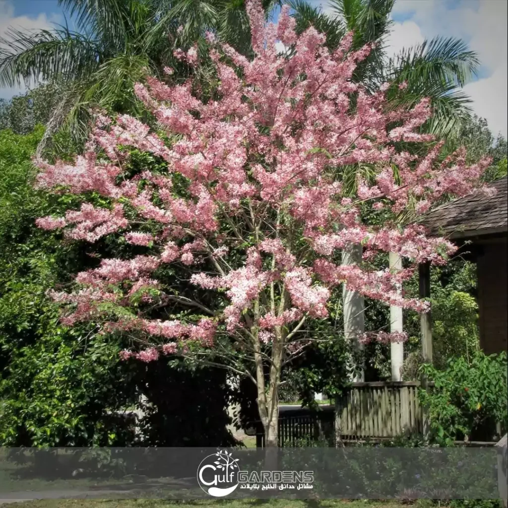 كاسيا نودوزا