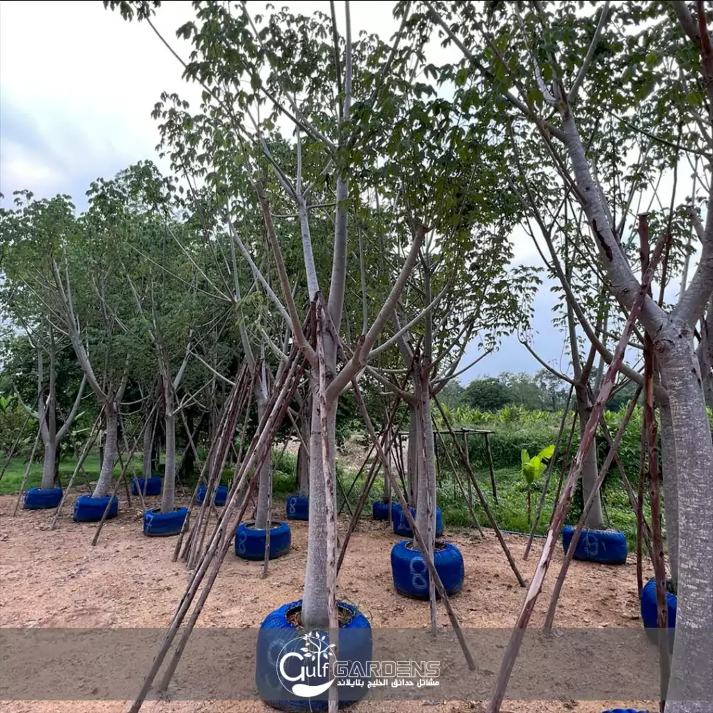 متى تزهر اشجار القطنة الصفراء؟