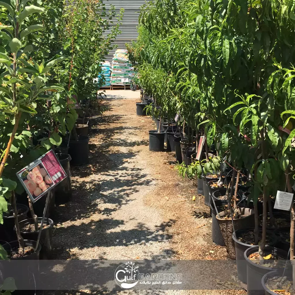 مواعيد تسميد أشجار الفاكهة