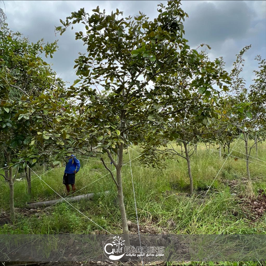 بونجاميا - بونغاميا الريشية - Gulf Gardens