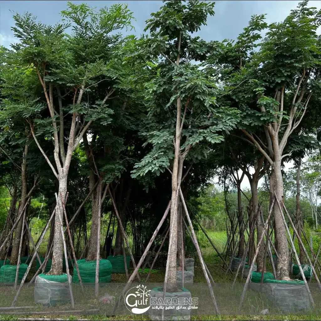شجرة اللبخ - دقن الباشا - Gulf Gardens