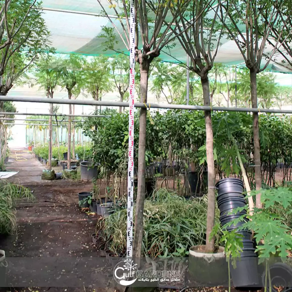 Cassia glauca common name