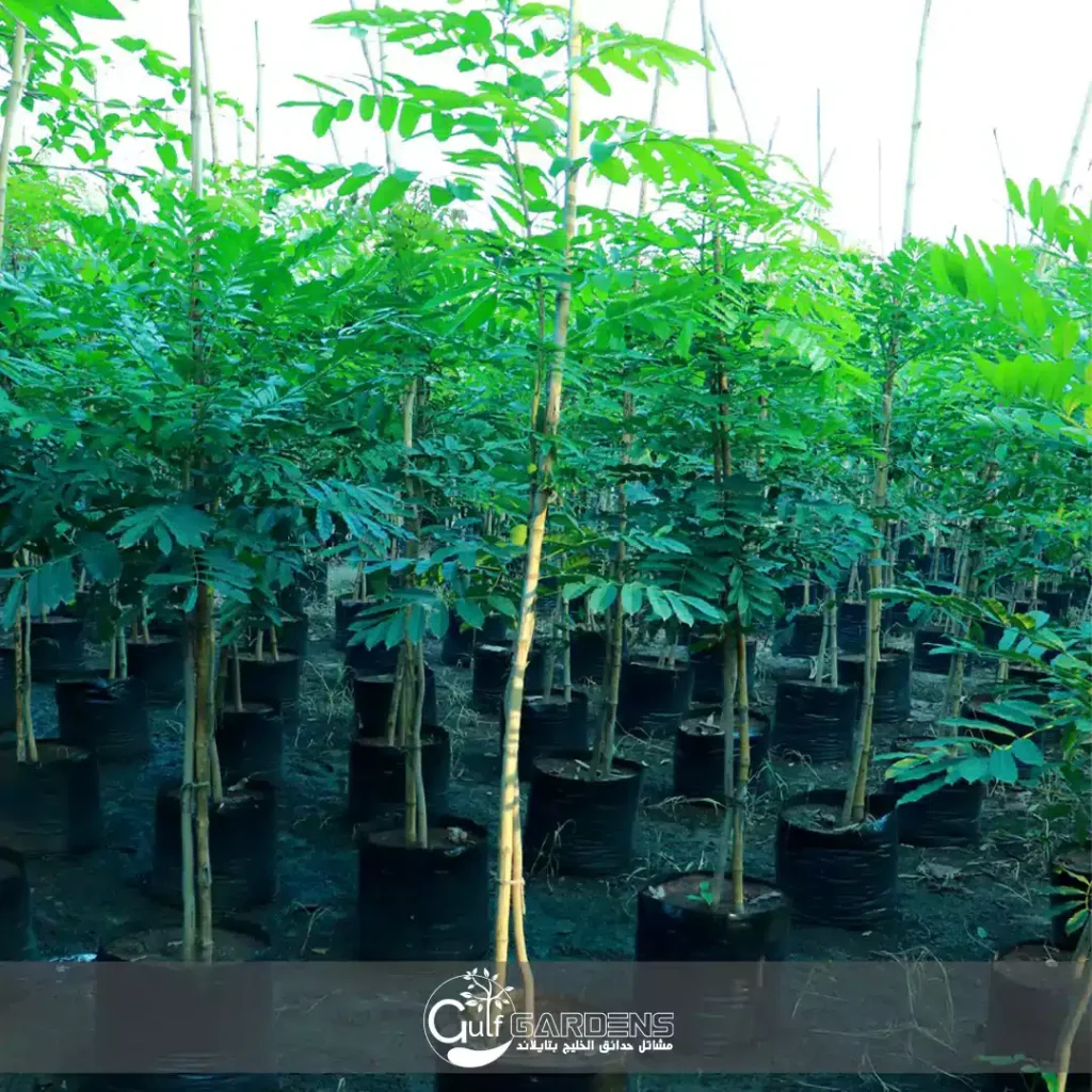 Millingtonia hortensis