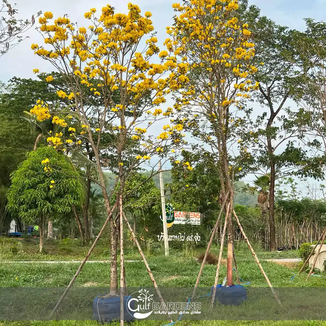 thumbnail interactive-video image 1 of Beautiful Golden Trumpet Tree ( Tabebuia Chrysantha, Handroanthus 1 of 14