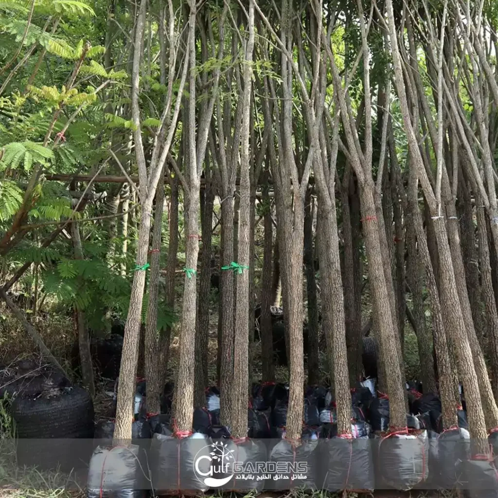 millingtonia hortensis flowering season