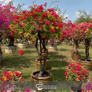 Bougainvillea