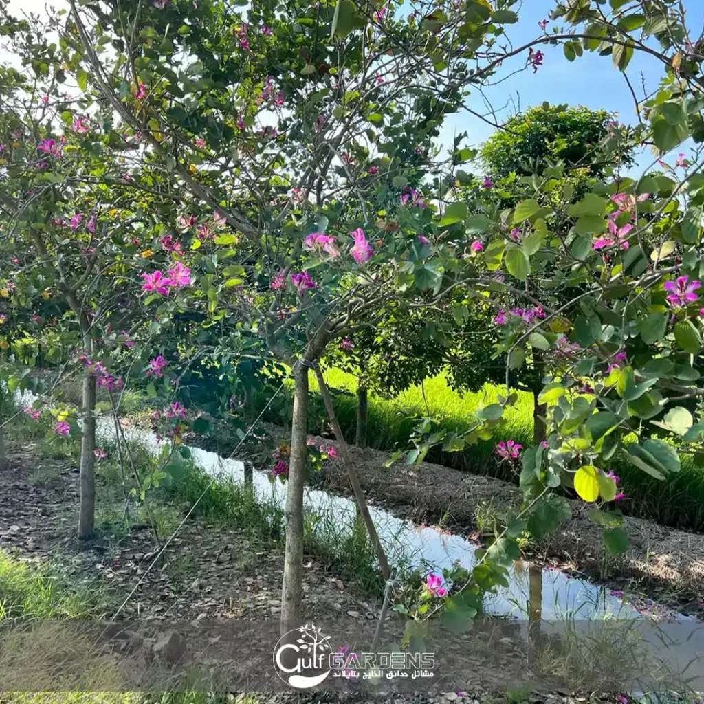 bauhinia purpurea