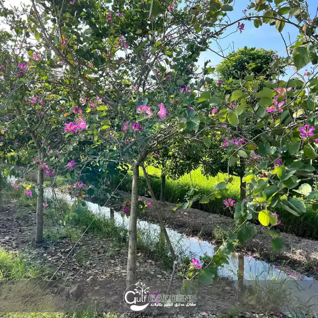 bauhinia purpurea uses