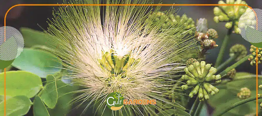 Albizia lebbeck benefits