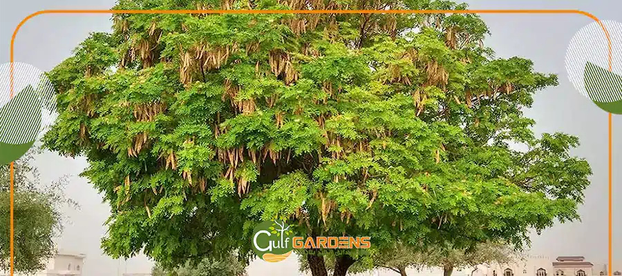 Albizia lebbeck flower