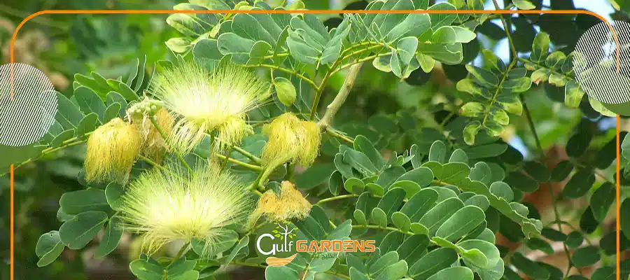Albizia lebbeck leaf
