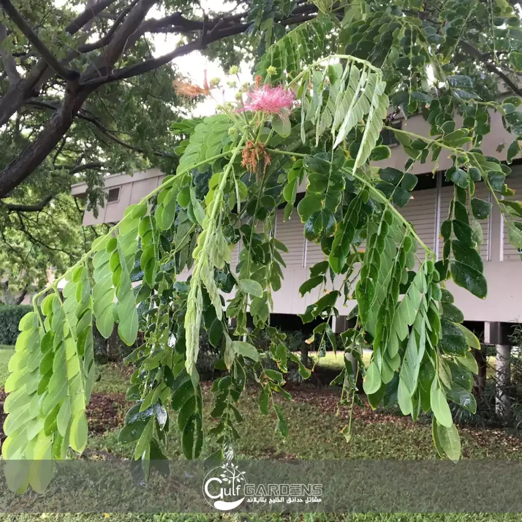 Albizia saman - gulfgardens