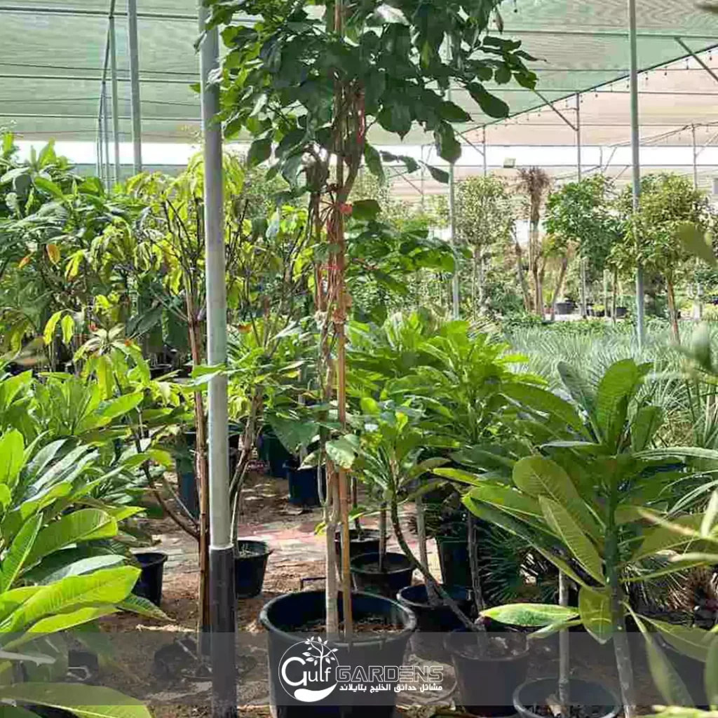 Pongamia pinnata Bengali name