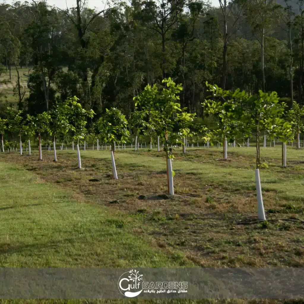 Pongamia pinnata for sale
