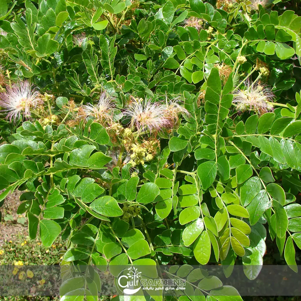 Albizia saman - gulfgardens